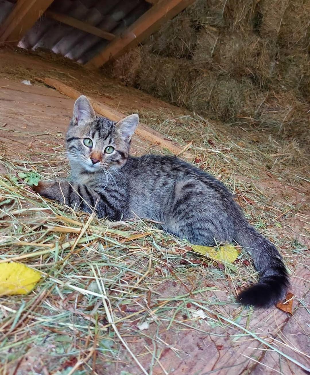 Вилла Mala Farma Nani Високо Экстерьер фото